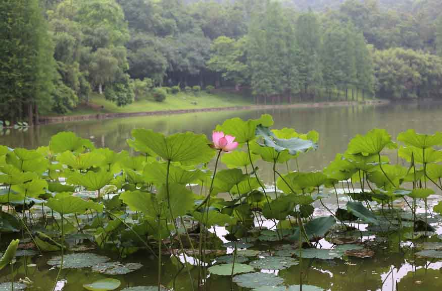 張妙飛網(wǎng)站